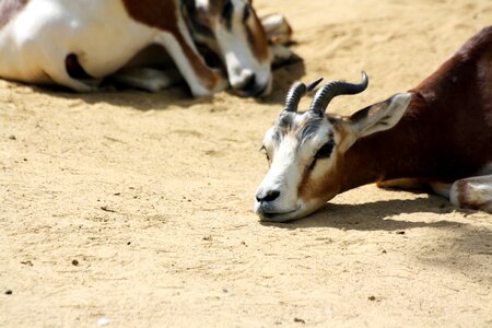 Animals mammals rest
