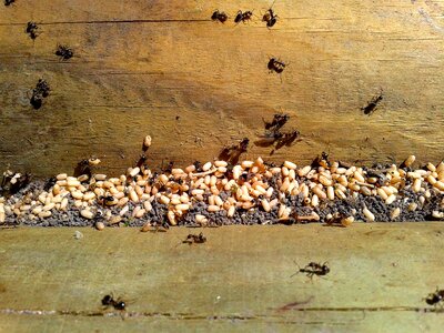 Insect nature invasion