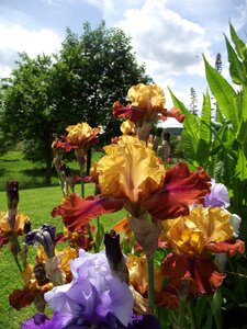 Bearded iris schwertliliengewaechs perennials