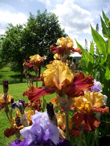 Bearded iris schwertliliengewaechs perennials photo