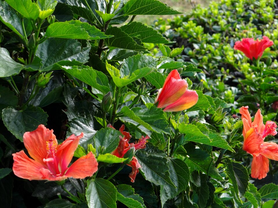 Garden nature flower