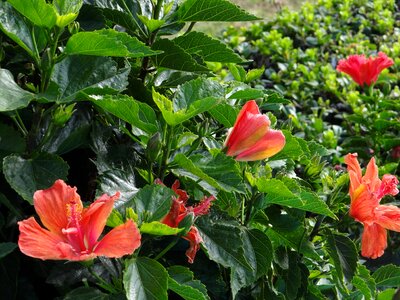 Garden nature flower