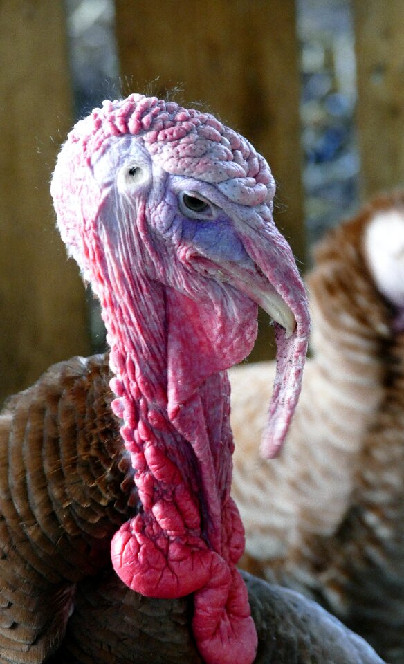 Animal livestock thanksgiving