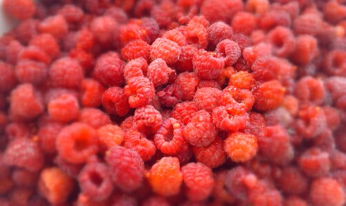 Berries of a raspberry harvest ripe
