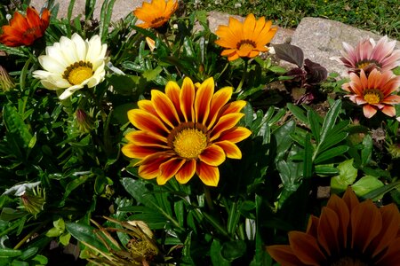 Orange summer france