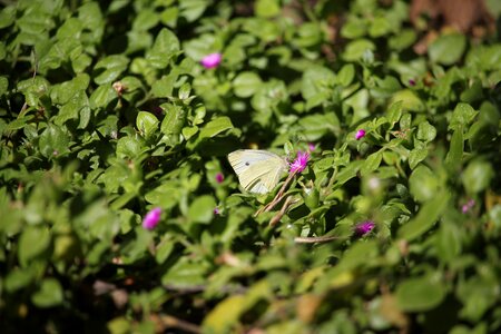 Nature biodiversity