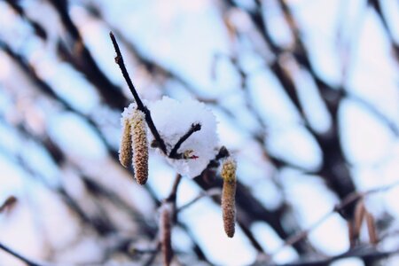 Winter nature macro photo