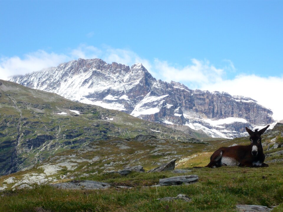 Savoie white lake donkey