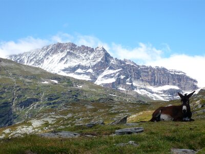 Savoie white lake donkey