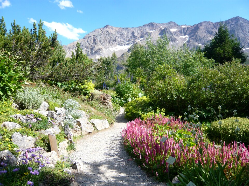 Hautes alpes garden lautaret