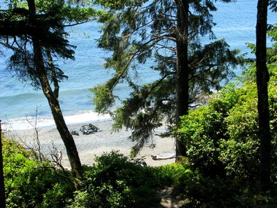 Beach trees