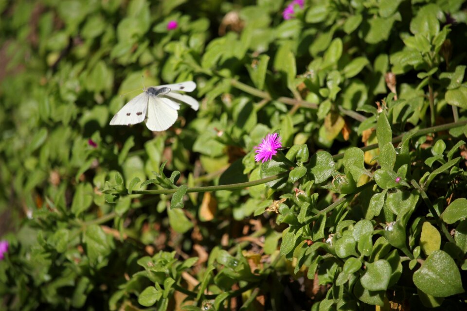 Nature biodiversity
