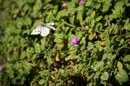 Nature biodiversity