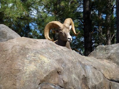 Mammal cute nature