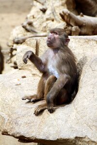 Animal zoo macaco photo