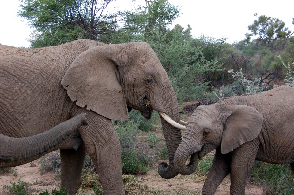 Animal africa big game
