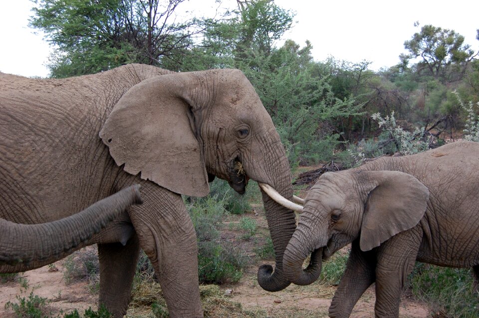 Animal africa big game photo