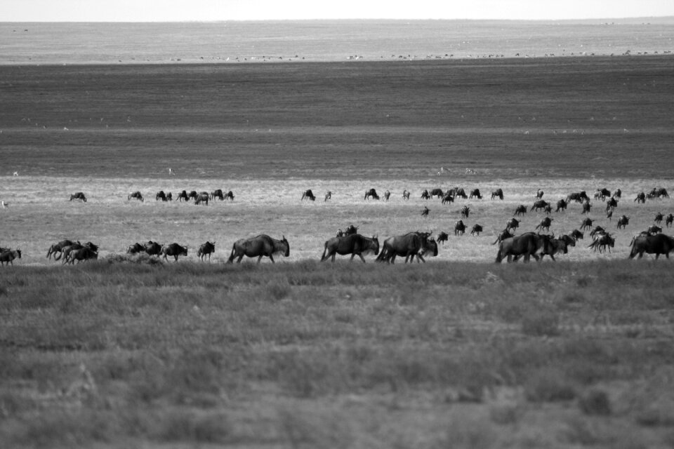 Africa wildlife tanzania