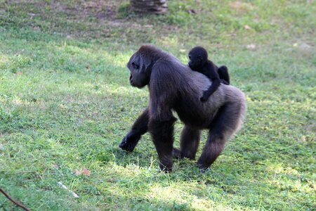 Gorillas animals