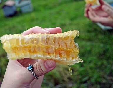 Apiary nature wax