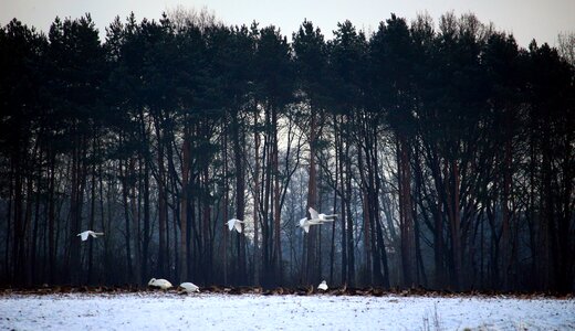 Flock of birds winter snow photo