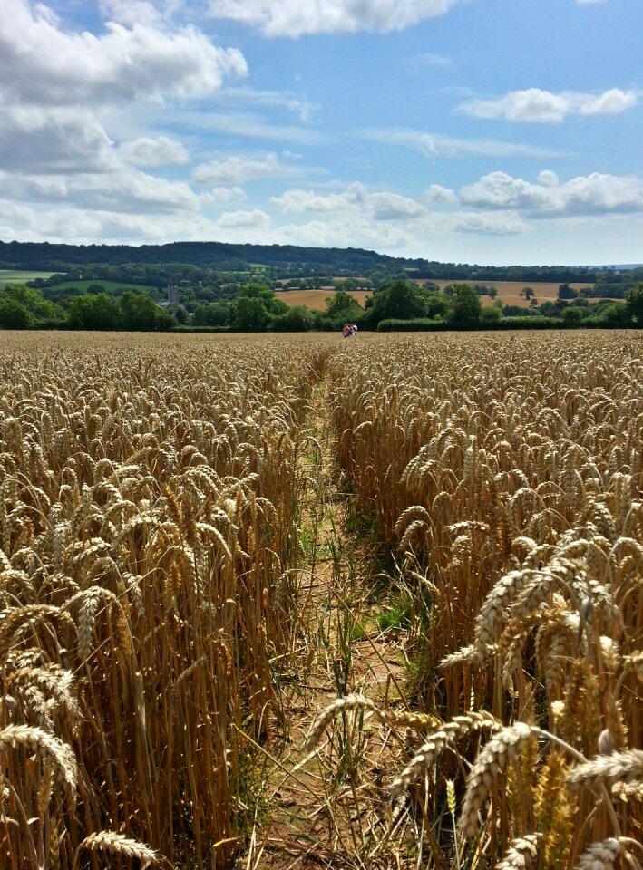 Wheat field crop cereal