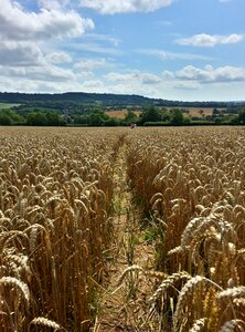 Wheat field crop cereal photo