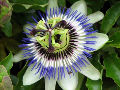 Nature blue passionflower passion flower photo
