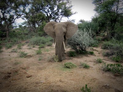 Animal africa big game photo