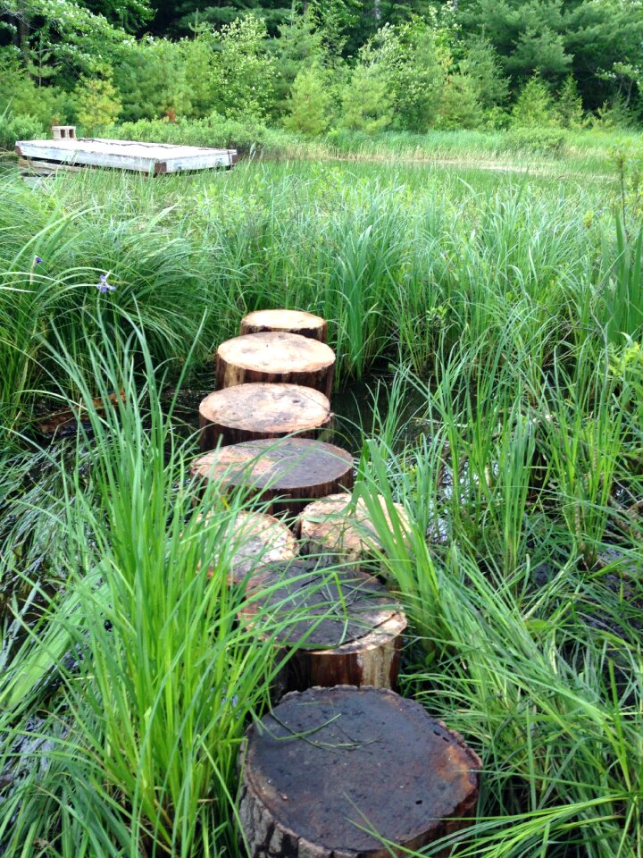 Green nature landscape