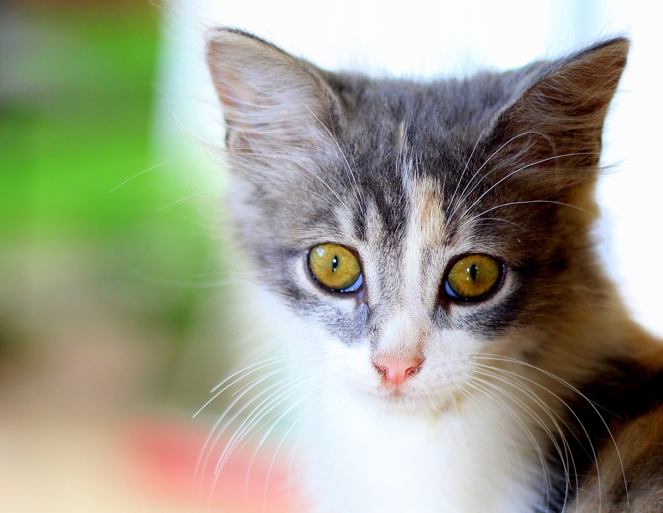 Pet cat domestic cat animal