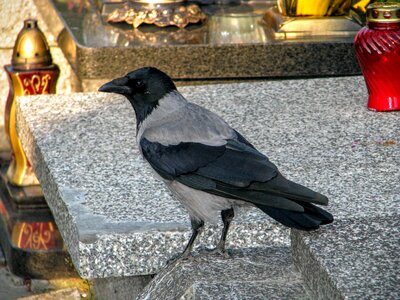 Tombstone candle bird