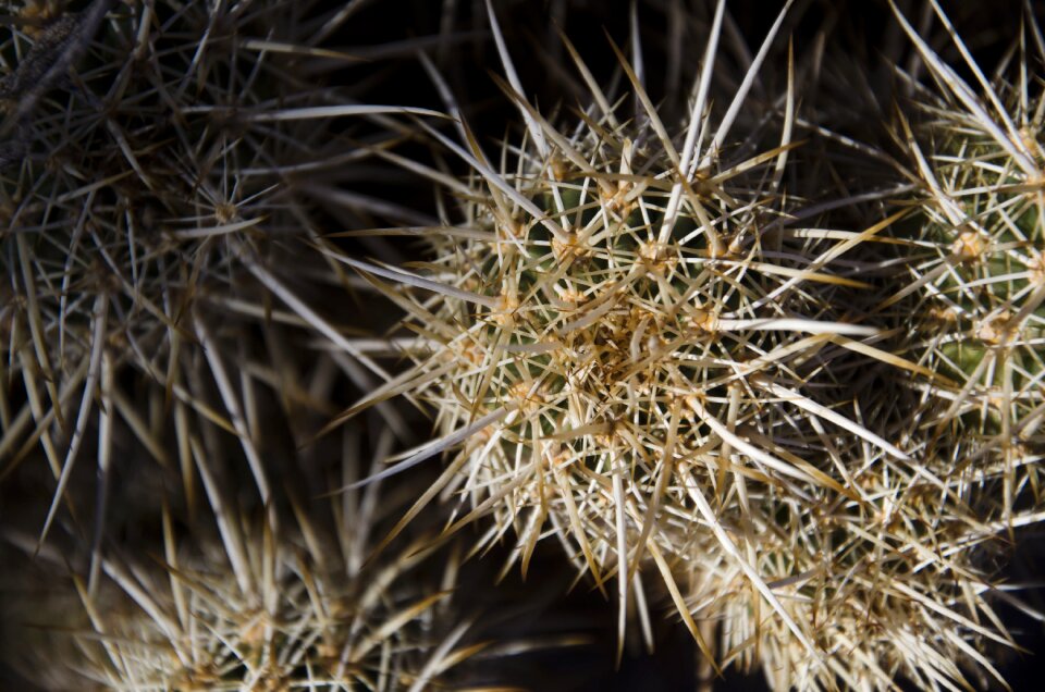 Plant desert flora