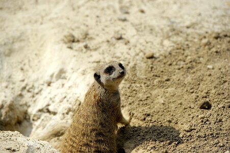 Meerkat nature animals