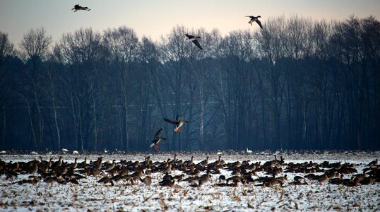 Snow migratory birds swarm