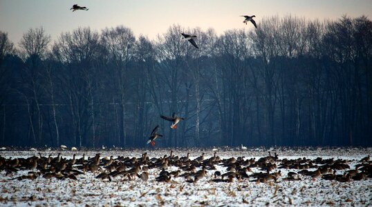 Snow migratory birds swarm photo