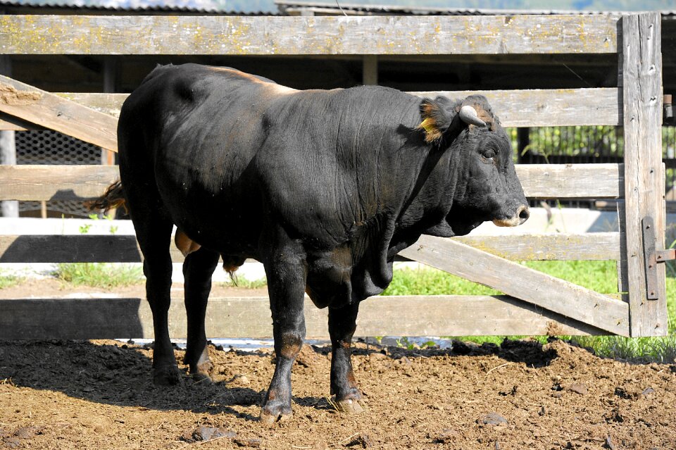 Livestock ruminant cattle