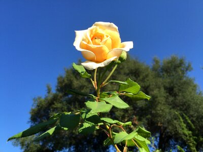Nature blue rose photo