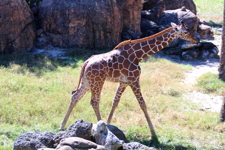 Baby animals animals