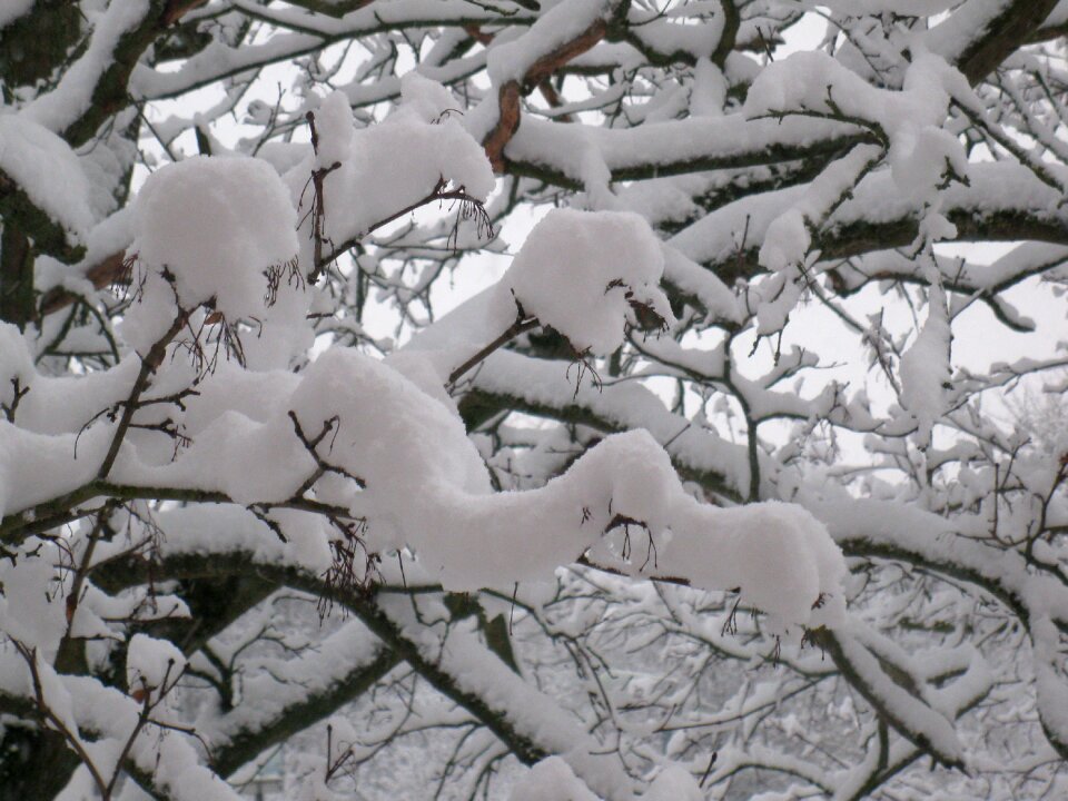 Winter trees frozen january