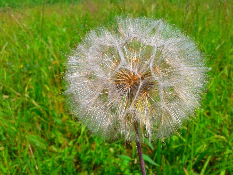 Sonchus oleraceus wind seeds