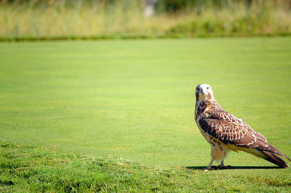 Wildlife animal outdoors