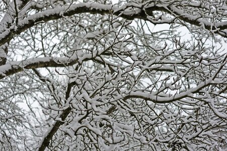Snow nature wintry photo