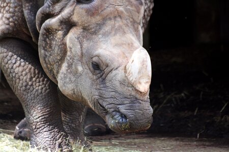 Zoo horn animal photo