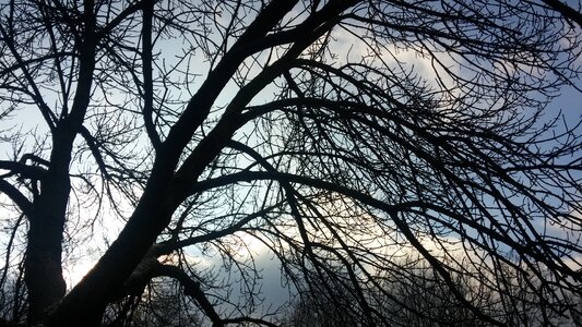 Tree autumn the silhouette