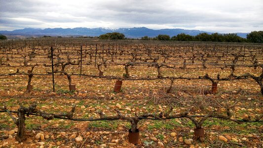 Vineyard vineyards field