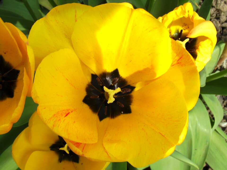 Blossom bloom close up