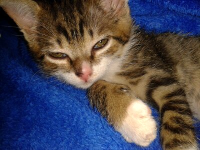 Puppy sleeping feline