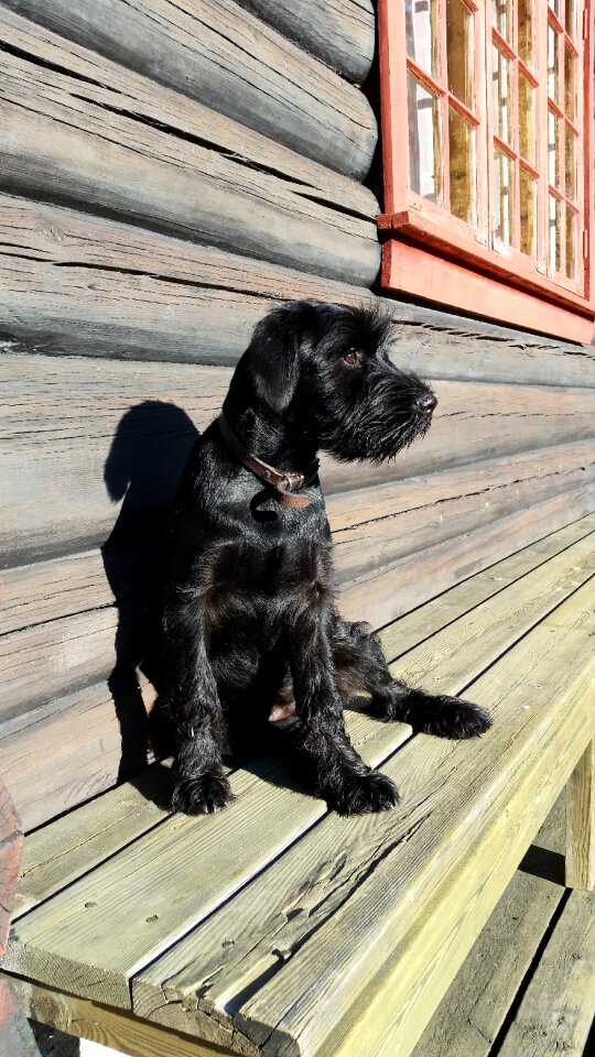 Schnauzer cottage sunshine