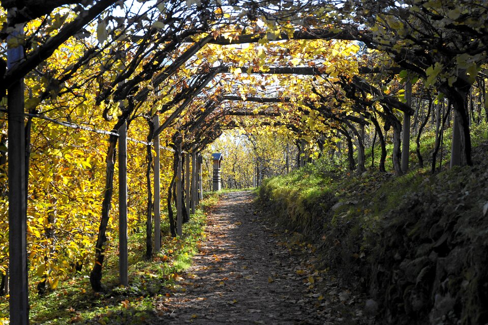 Nature golden autumn leaves